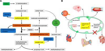 Cinical, Metabolic, and Genetic Analysis and Follow-Up of Eight Patients With HIBCH Mutations Presenting With Leigh/Leigh-Like Syndrome